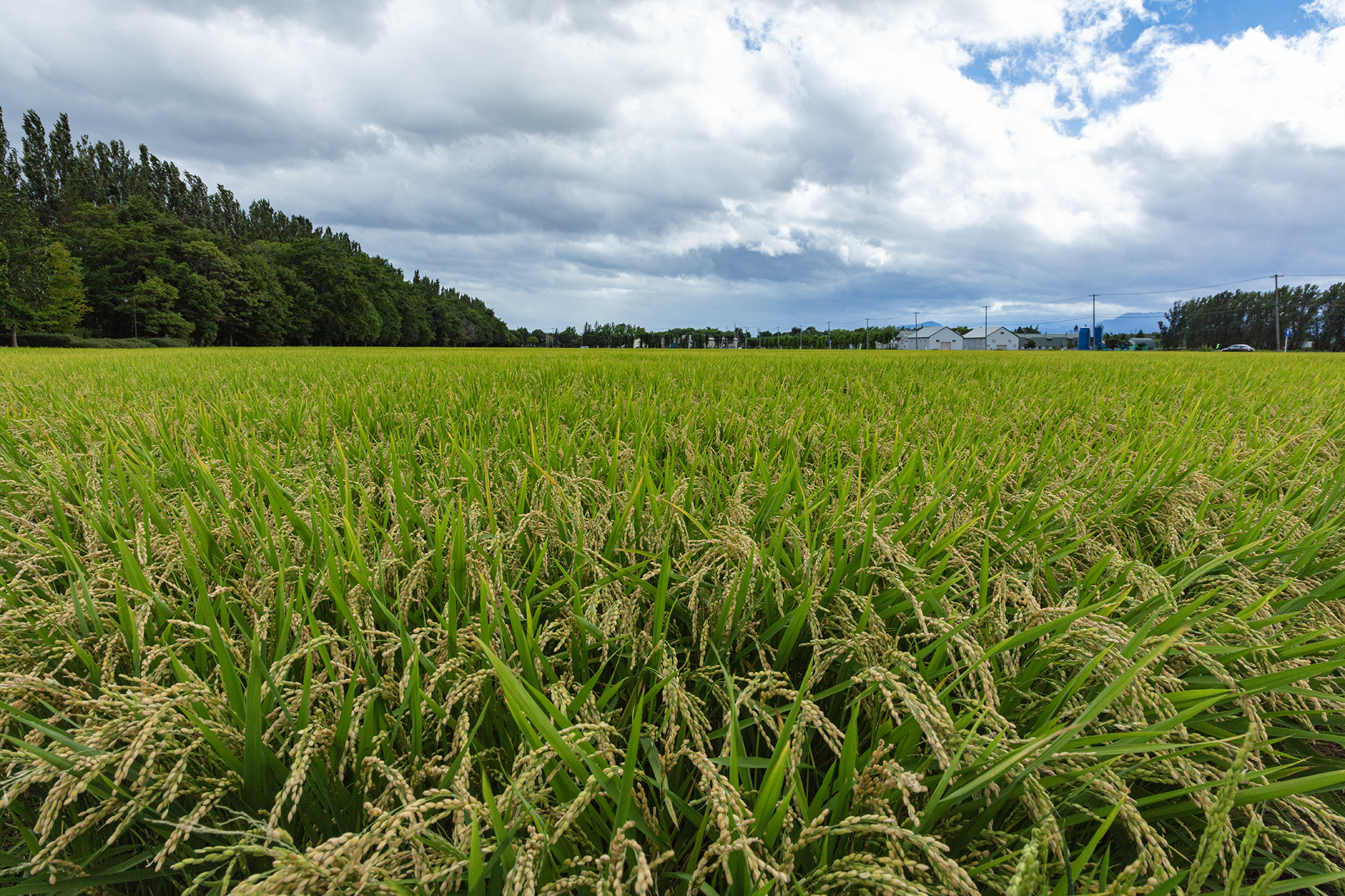 警備員のヒヤリハット事例から学ぶ｜安全管理と事故防止のポイント